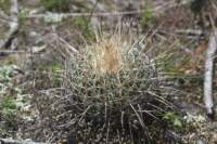 echinofossulocactusphyllacanthus_small.jpg