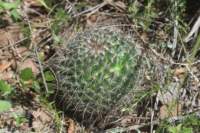 mammillariadiscolor_small.jpg