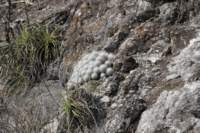 mammillariagemnispina2_small.jpg