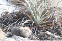 mammillariarhodantha2_small.jpg