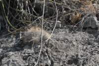 mammillariarhodantha_small.jpg