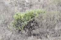 myrtillocactusgeometrizans_small.jpg