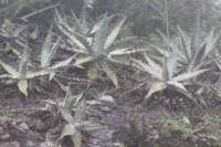 agavexylonocantha_small.jpg