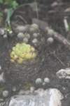 coryphanthaottonis_small.jpg