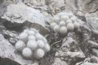 mammillariagemnispina2_small.jpg