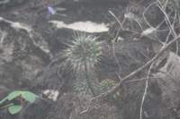 mammillariamagnimammaseitzianavartolantongensis_small.jpg