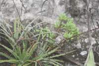 sedumpachyphyllumrearhechtiapodanthafront_small.jpg