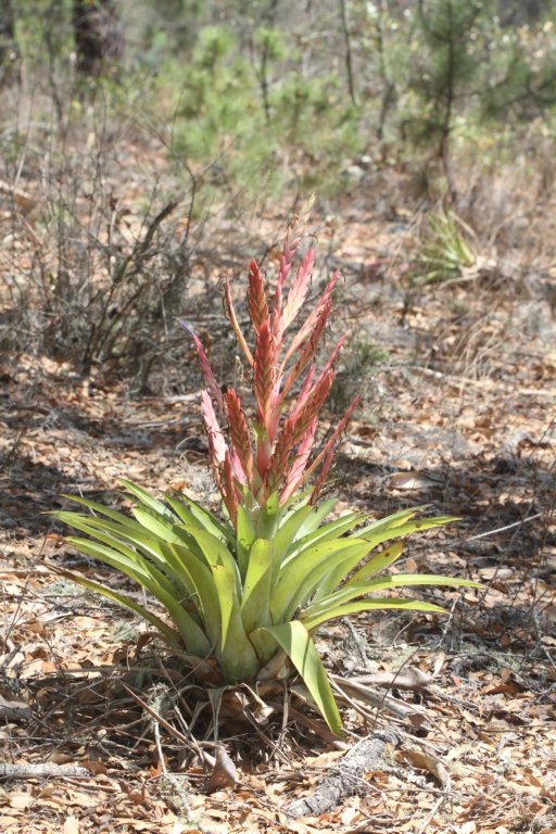 bromeliad.jpg