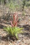 bromeliad_small.jpg