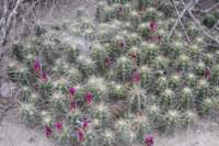 echinocereuscinerescensvarehrenbergii_small.jpg