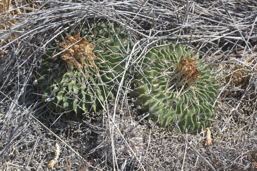 echinofossulocactuslamellosus2.jpg