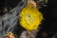 opuntiahyptiacantha_small.jpg