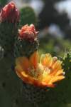 opuntialeucotricha2_small.jpg