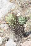 coryphanthaoctacantha_small.jpg