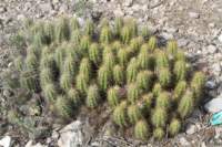 echinocereuscinerescens_small.jpg