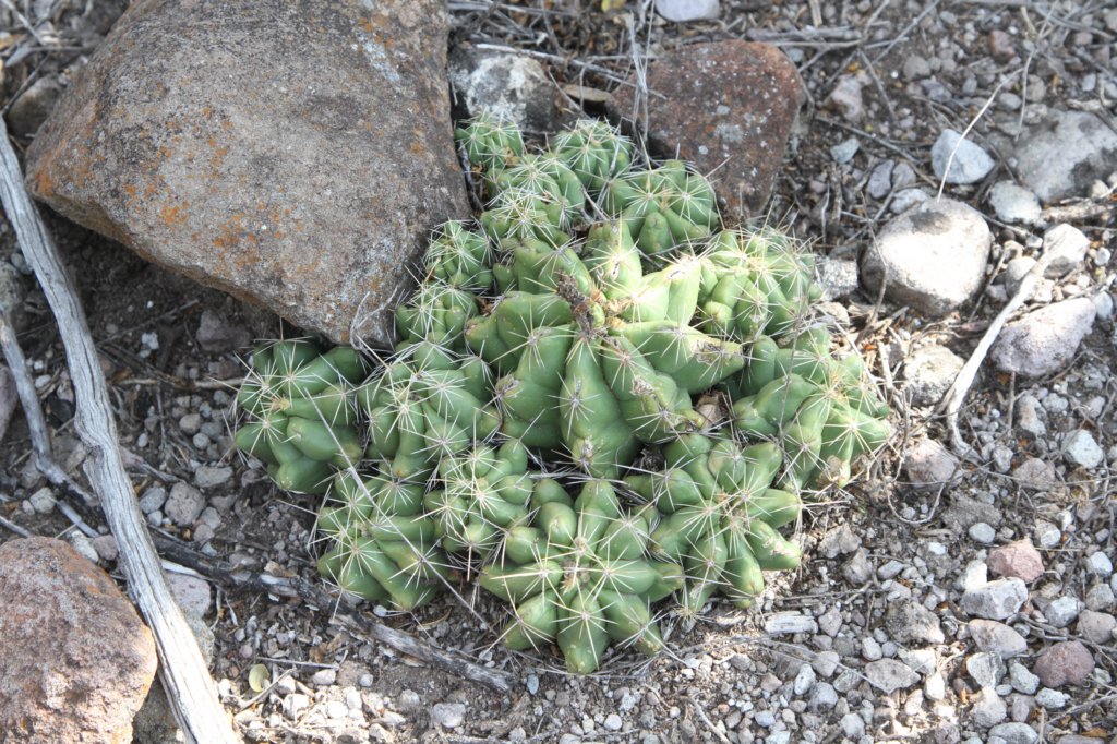 thelocactusleucacanthus2.jpg