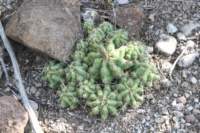 thelocactusleucacanthus2_small.jpg
