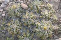 thelocactusleucacanthus_small.jpg
