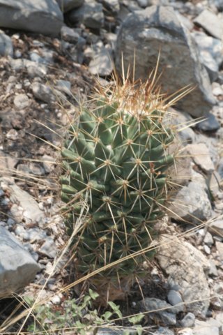coryphanthaoctacantha.jpg
