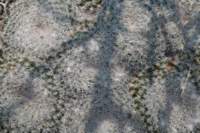 mammillariaformosa2_small.jpg
