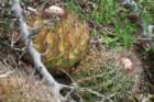 melocactuscurvispinadawsonii3_small.jpg