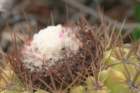melocactuscurvispinadawsonii4_small.jpg