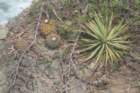 melocactuscurvispinadawsonii_small.jpg