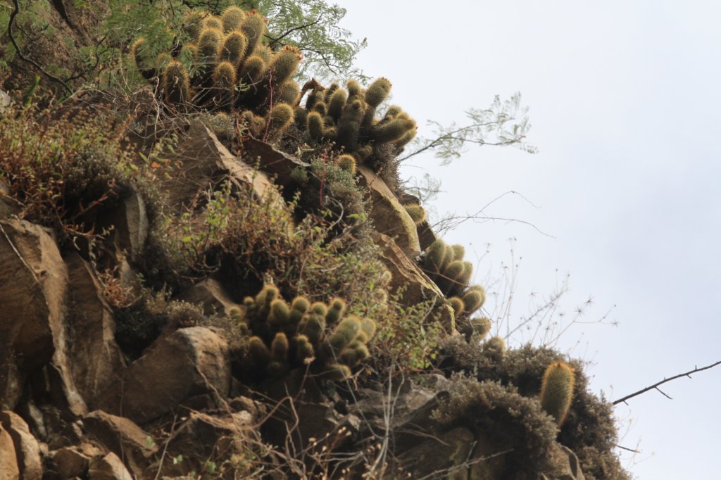 mammillariamagnifica4.jpg
