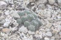rapicactusbeguinii4_small.jpg