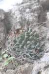 thelocactusriconensisvarhintonii_small.jpg