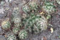 coryphantha_small.jpg