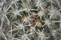 coryphanthadelicata2_small.jpg