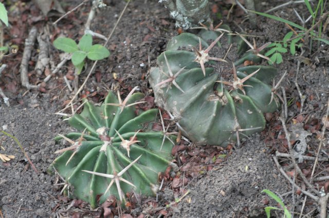 homocephalatexensis.jpg