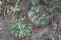 homocephalatexensis_small.jpg