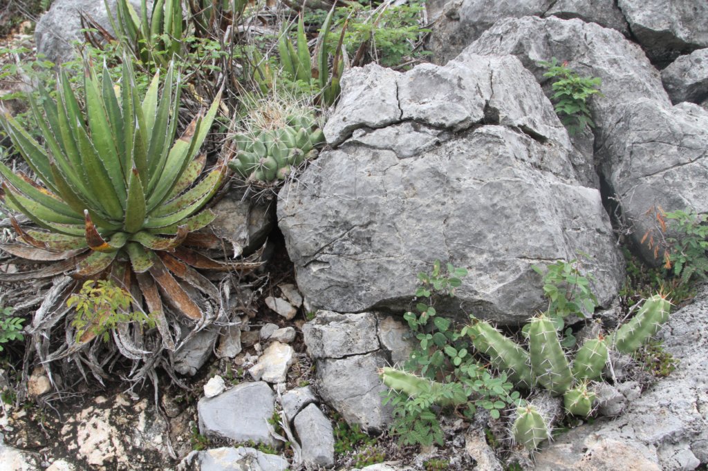echinocereuspentalophusrhsthelocactusriconensisvarhintoniiagavelophanthalhs.jpg