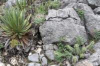 echinocereuspentalophusrhsthelocactusriconensisvarhintoniiagavelophanthalhs_small.jpg