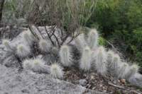 echinocereusrayonensis_small.jpg