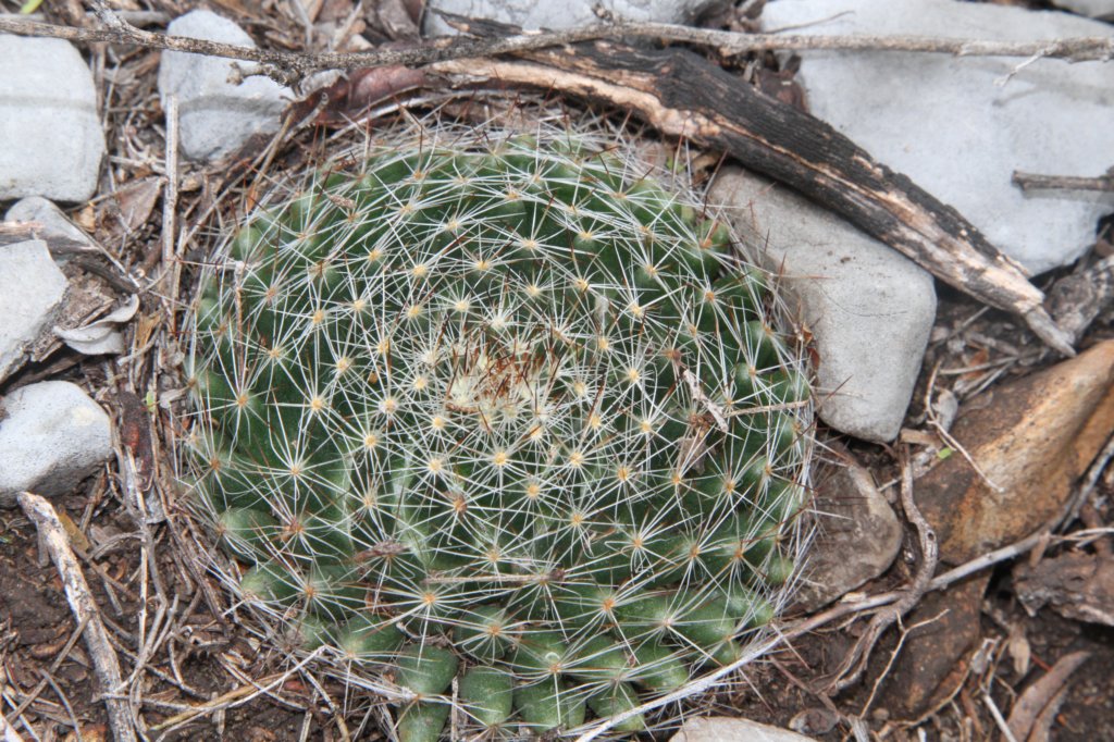 mammillariapicta2.jpg