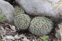mammillariapicta_small.jpg