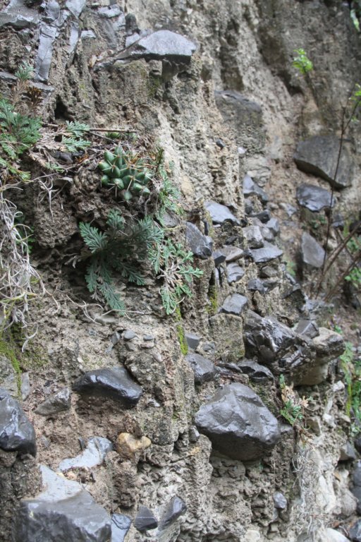 mammillariawinterae2.jpg