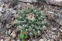 mammillariawinterae_small.jpg