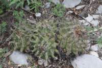 thelocactusriconensisvarhintonii2_small.jpg