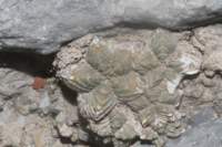 aztekiumvaldezii2_small.jpg