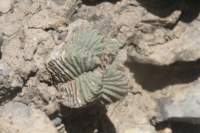 aztekiumvaldezii4_small.jpg