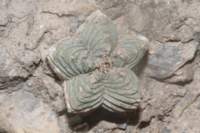 aztekiumvaldezii_small.jpg