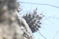 hamatocactushamatacanthus_small.jpg