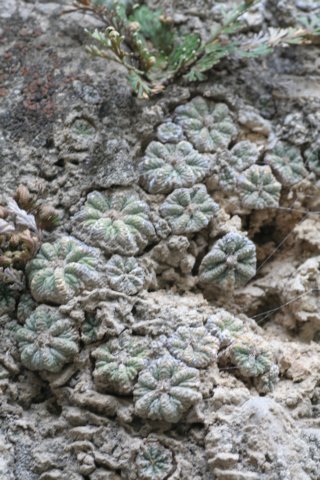 aztekiumritteri10.jpg