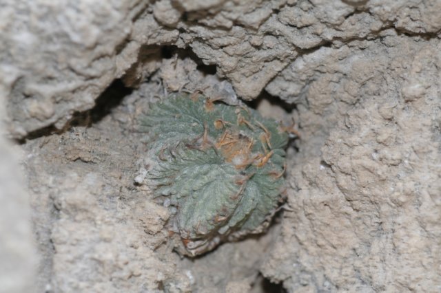 aztekiumritteri4.jpg