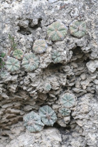 aztekiumritteri6.jpg