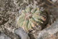 aztekiumritteri8_small.jpg